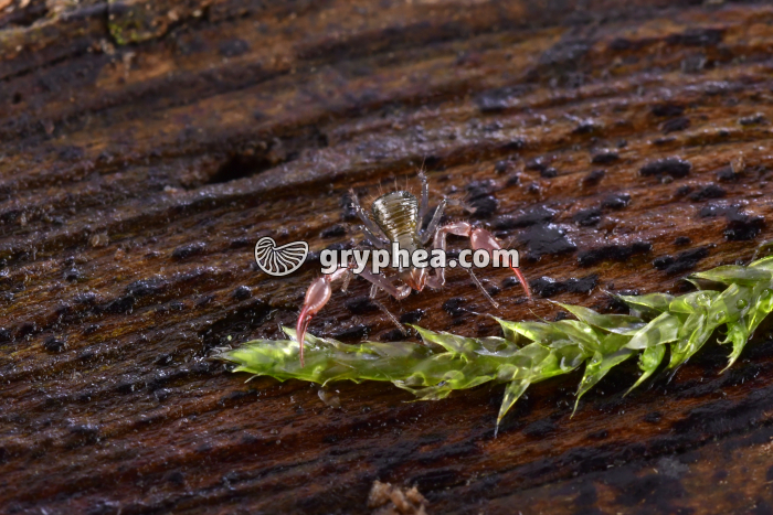 Pseudoscorpion x1 - gryphea.com